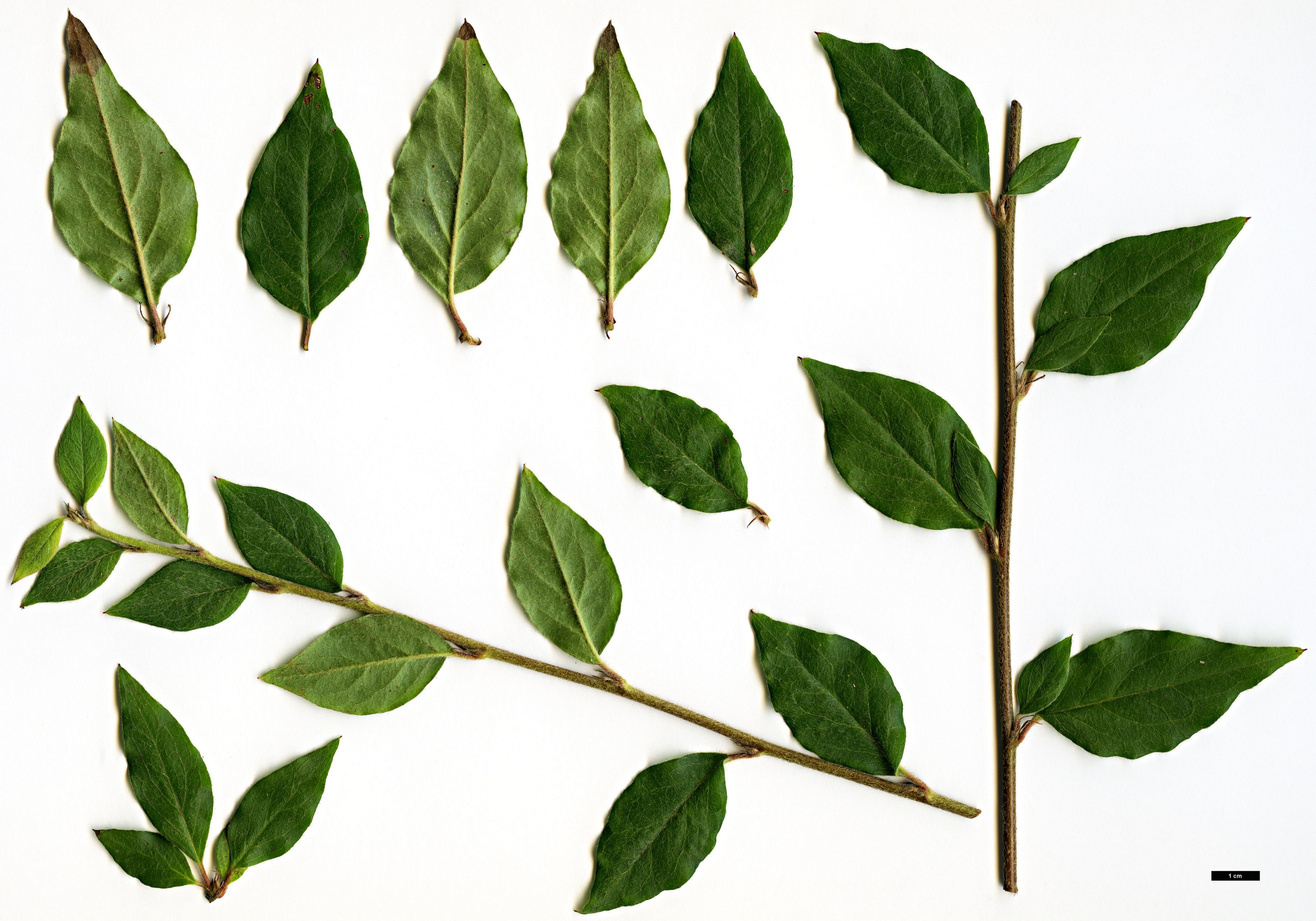 High resolution image: Family: Rosaceae - Genus: Cotoneaster - Taxon: acuminatus